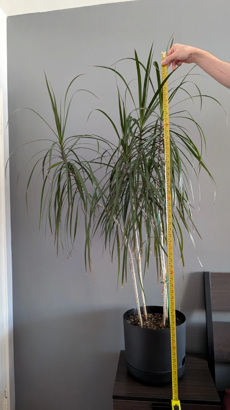 Dracaena Plant in Black Pot - photo 3