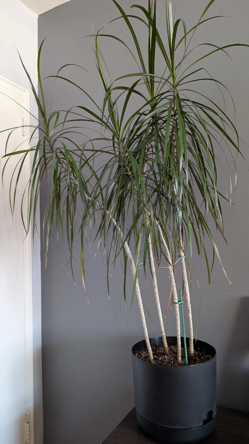 Dracaena Plant in Black Pot