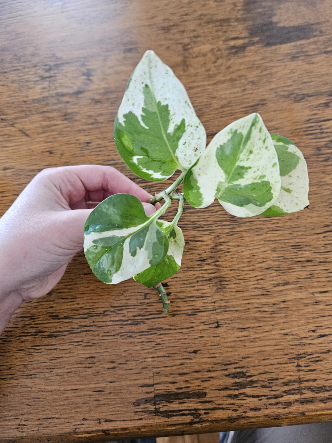 Pothos Plant Cutting - Variegated 🧡