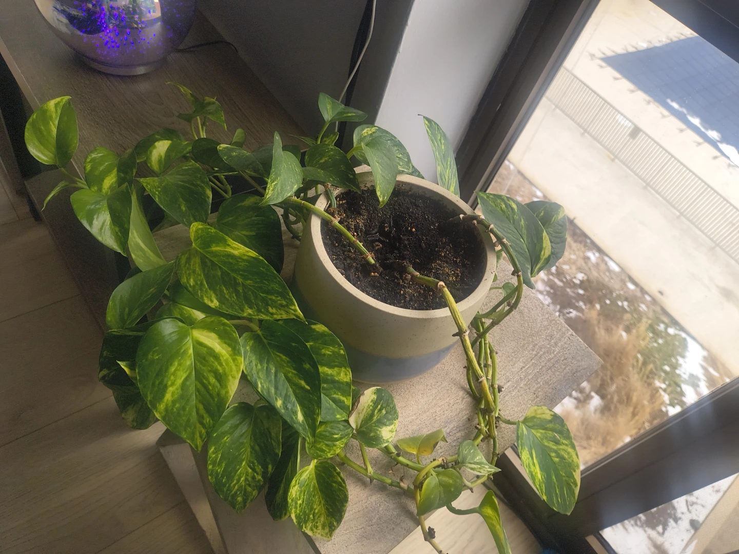 Golden Pothos Plant in Decorative Pot