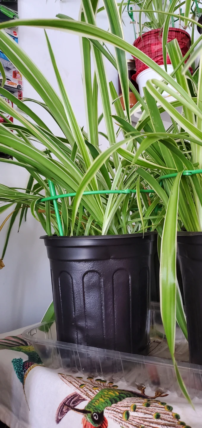 Spider Plant - photo 4