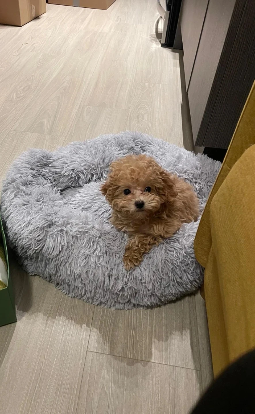 Dog Bed - photo 2
