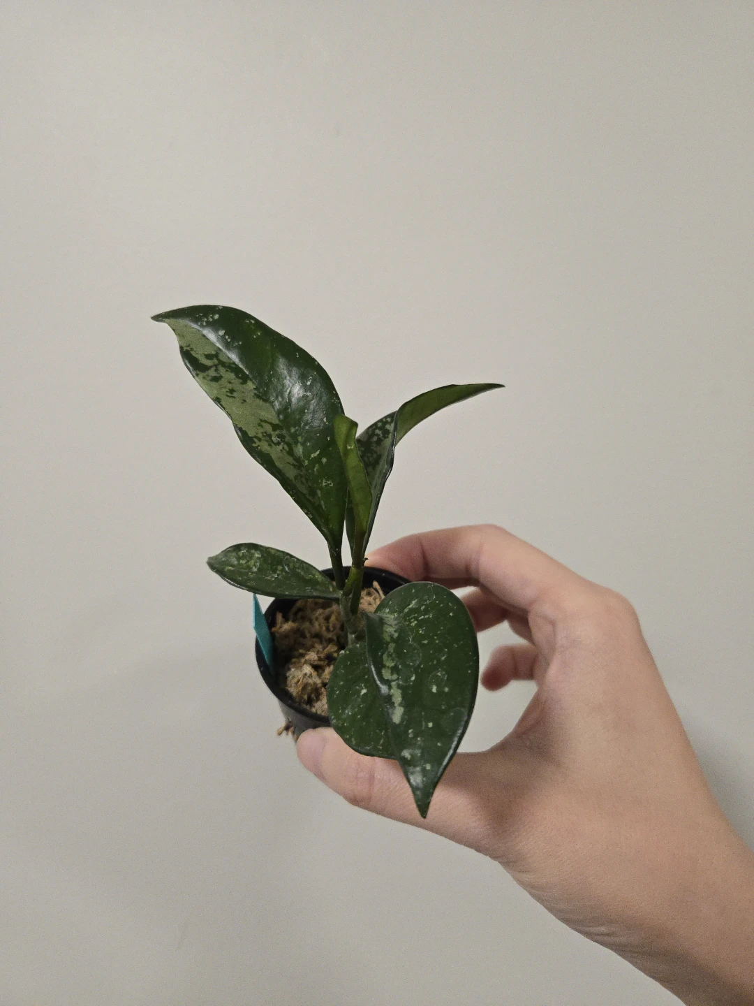 Hoya AH 074