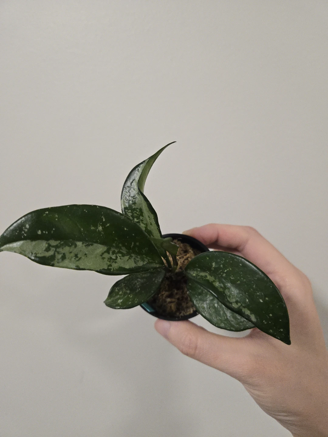 Hoya AH 074 - photo 2