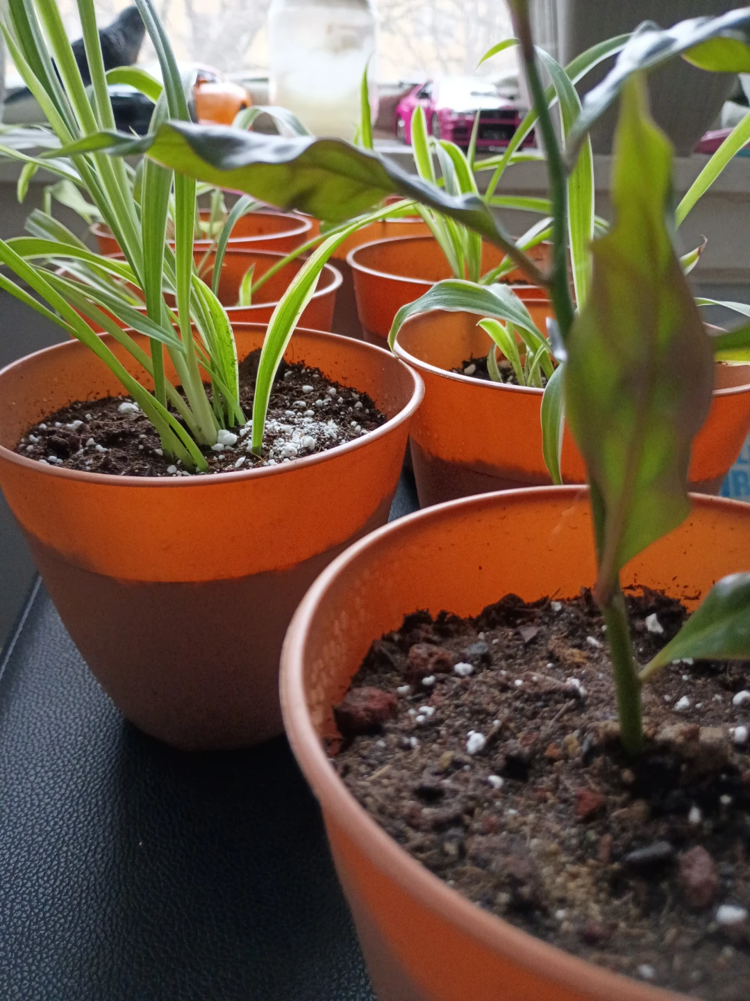 Assorted Potted Plants - Spider Plants and (1)Cats claw Plant