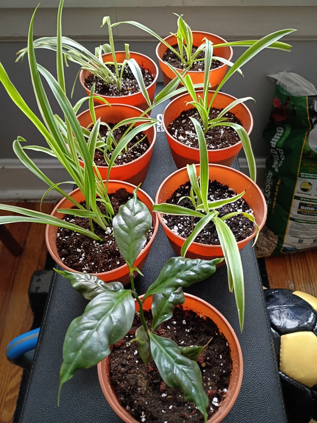 Assorted Potted Plants - Spider Plants and (1)Cats claw Plant - photo 2