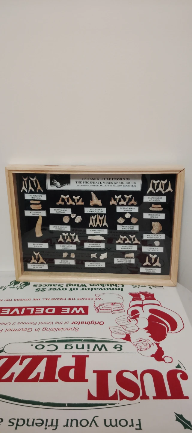 Framed Fish and Reptile Fossils from Morocco - photo 4