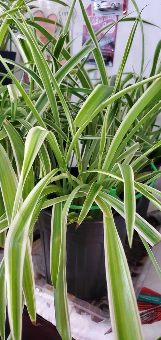 Spider Plant - photo 5