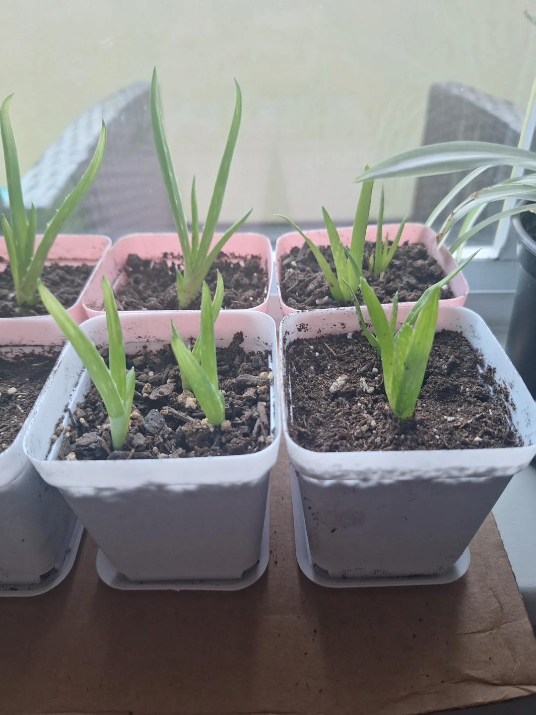 NEW Aloe Vera Potted Plants 🪴 - photo 2
