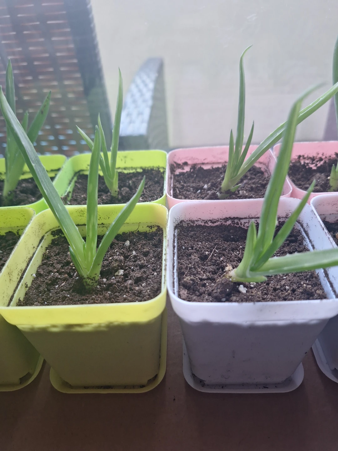NEW Aloe Vera Potted Plants 🪴 - photo 3