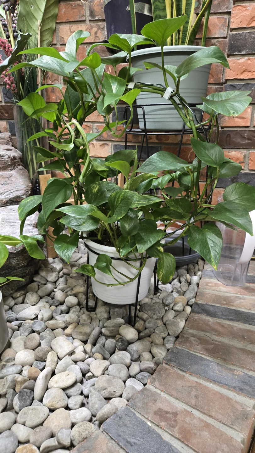 Pothos Plant in White Pot with Stand