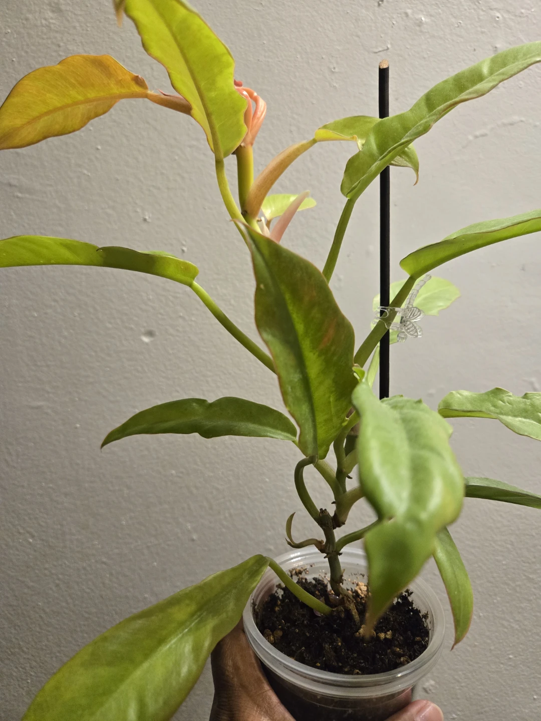Philodendron RING OF FIRE✨️🔥, CUTTINGS✨️🌿