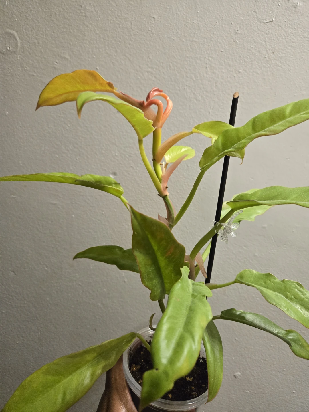 Philodendron RING OF FIRE✨️🔥, CUTTINGS✨️🌿 - photo 2