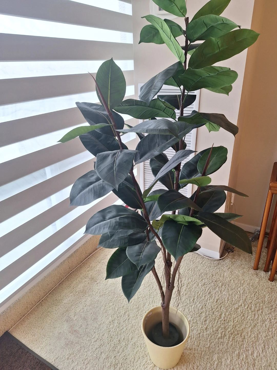 Ficus Elastica (Rubber Tree) Artificial Plant & pot