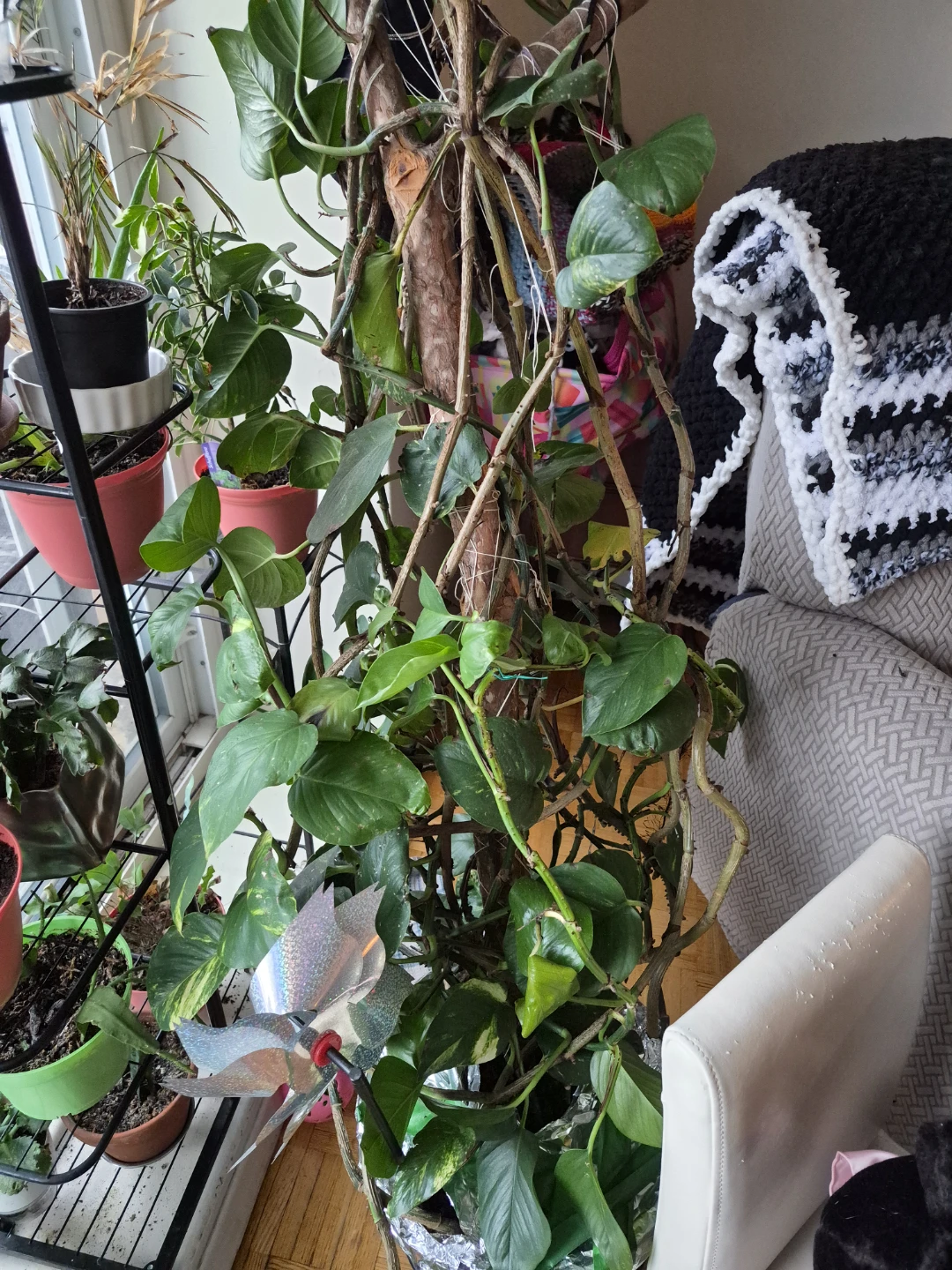 Assorted Potted Plants