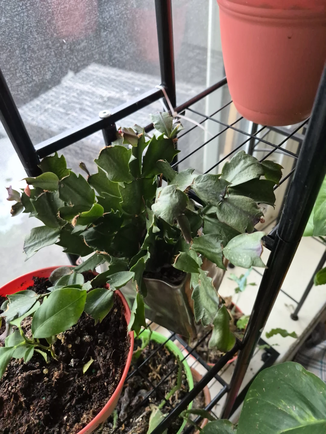 Assorted Potted Plants - photo 2