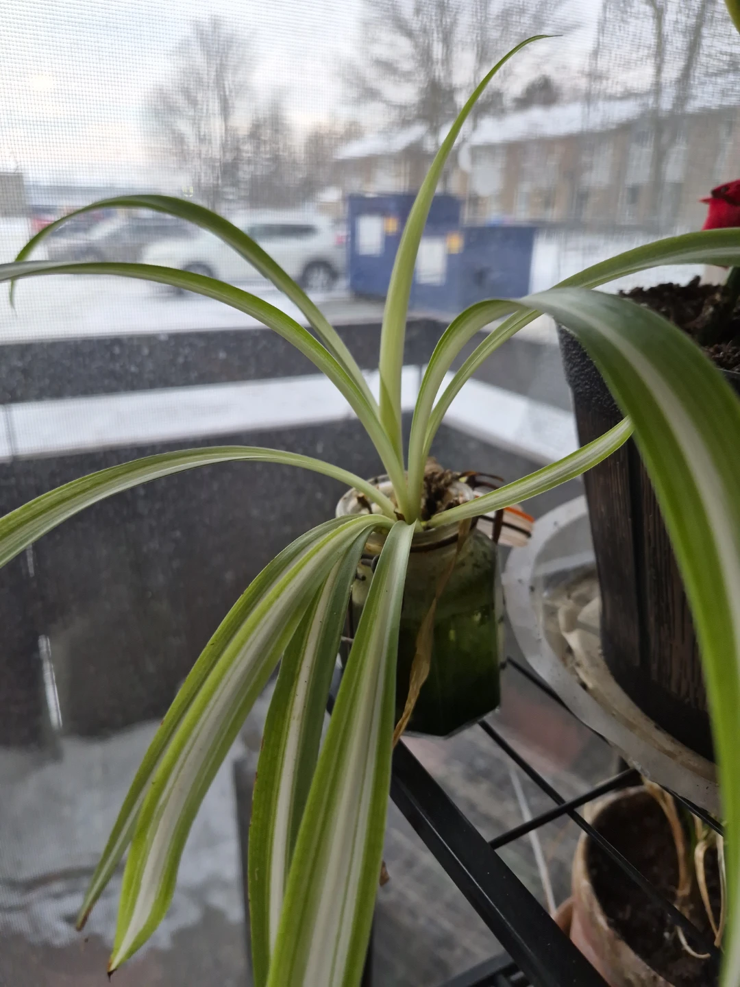 Assorted Potted Plants - photo 5