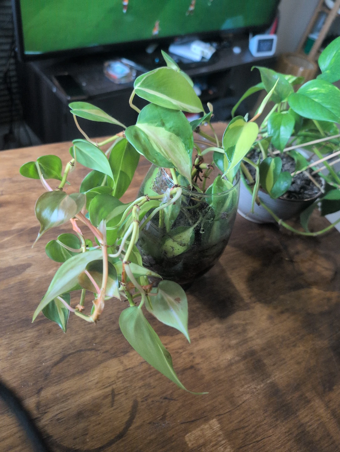 Two Potted Pothos Plants🥕
