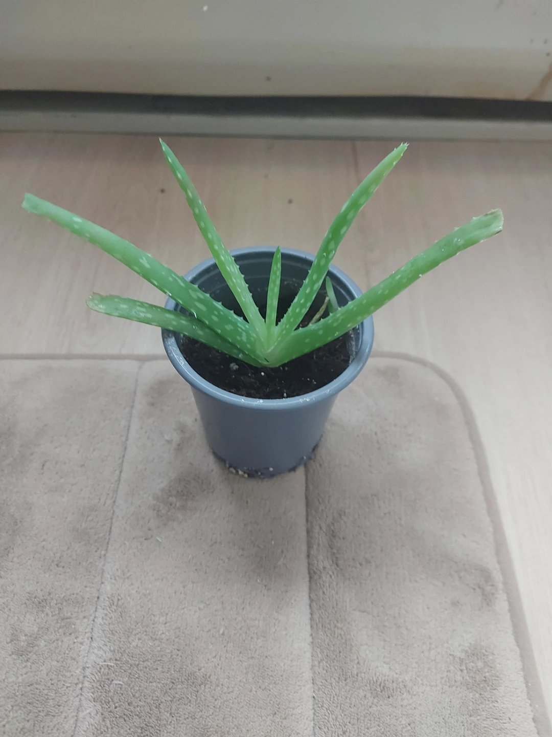 Aloe Vera Plant 🧡