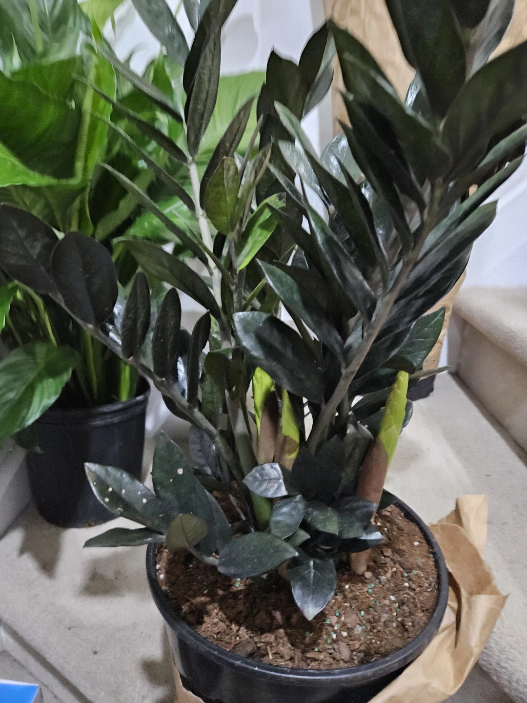 ZZ Plant (Zamioculcas zamiifolia)🏆