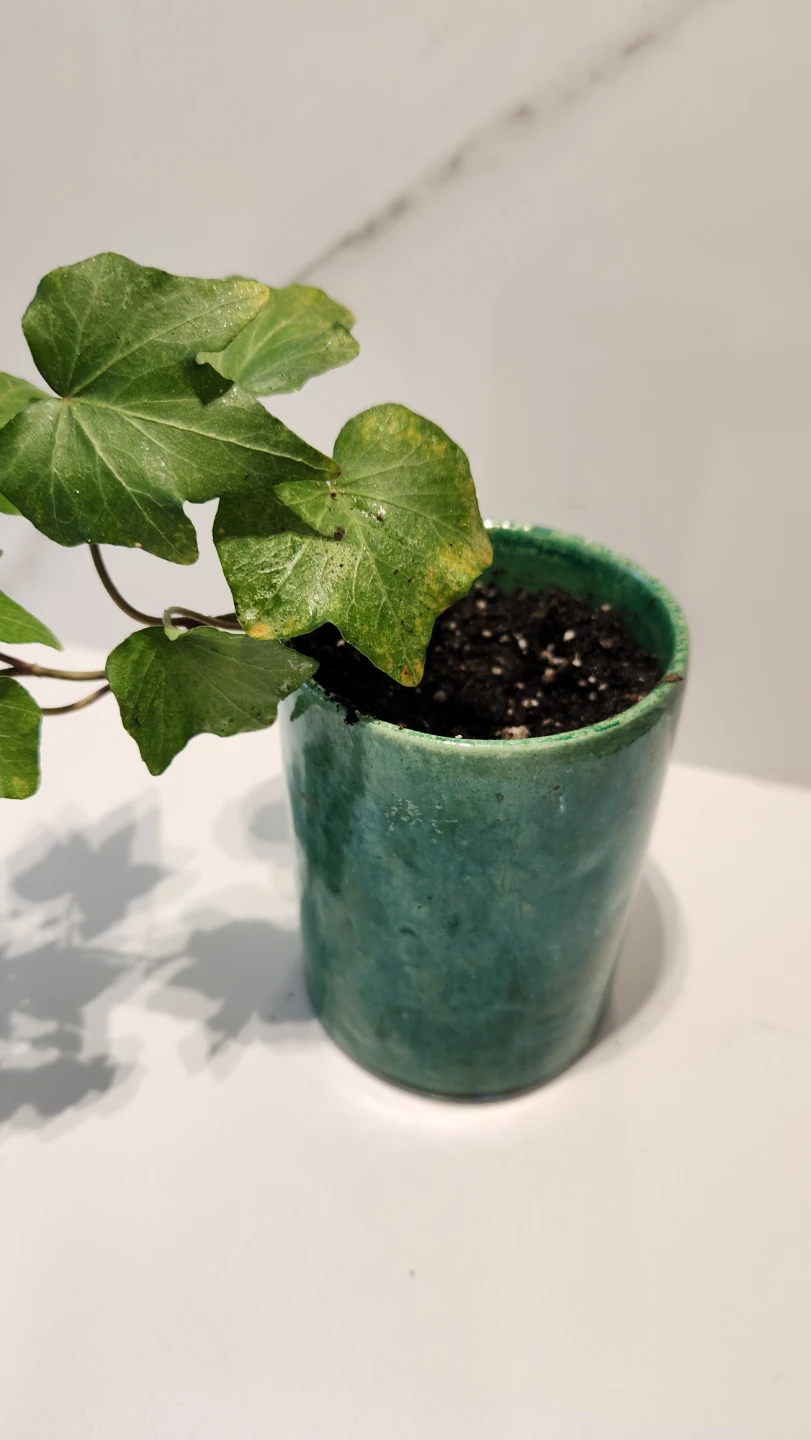 Upcycled Green Jam Jar Planter – Ivy 🌿 - photo 3