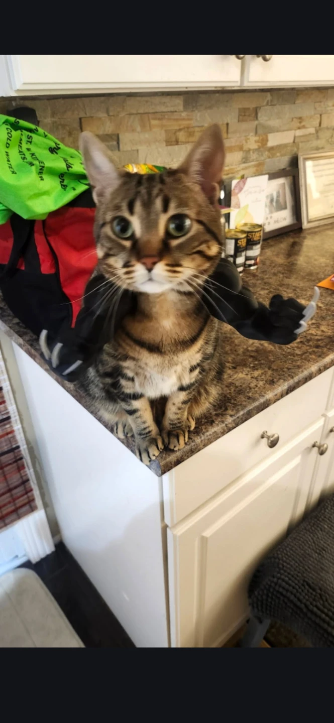 3d printed helmets or arms for pets (cats)