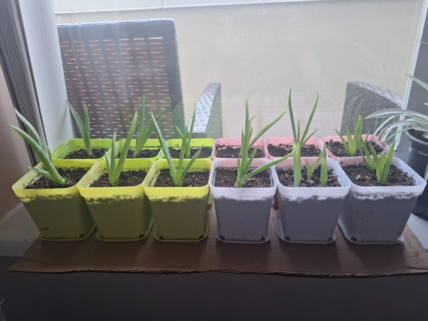 NEW Aloe Vera Potted Plants 🪴