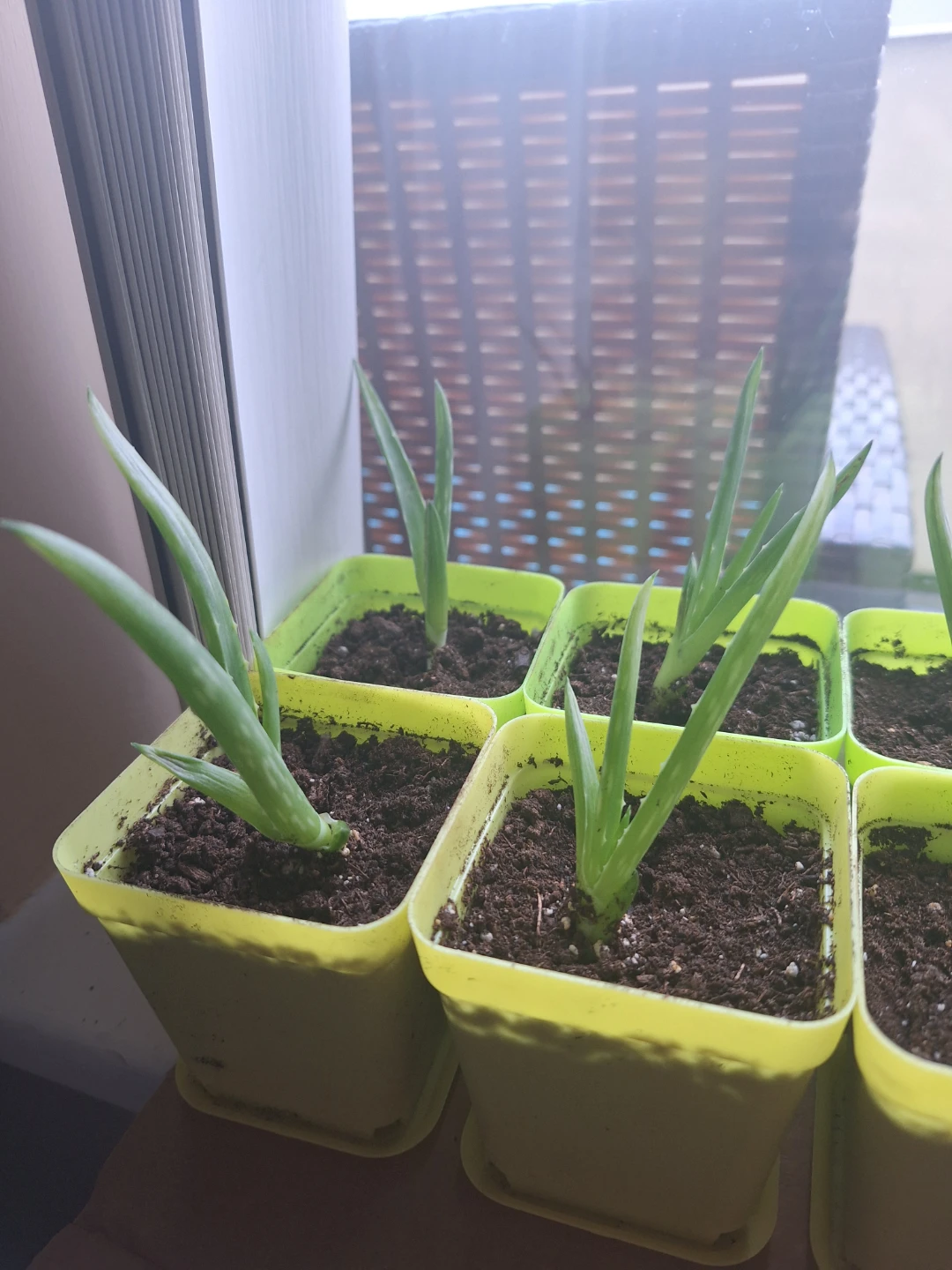 NEW Aloe Vera Potted Plants 🪴 - photo 4