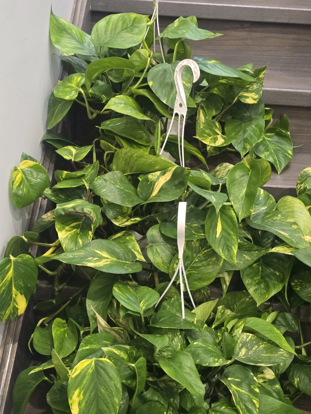 Golden Pothos 8"hanging baskets - photo 2