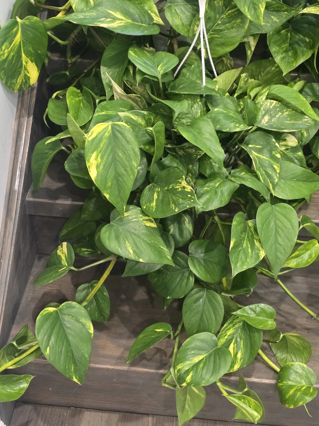 Golden Pothos 8"hanging baskets - photo 3
