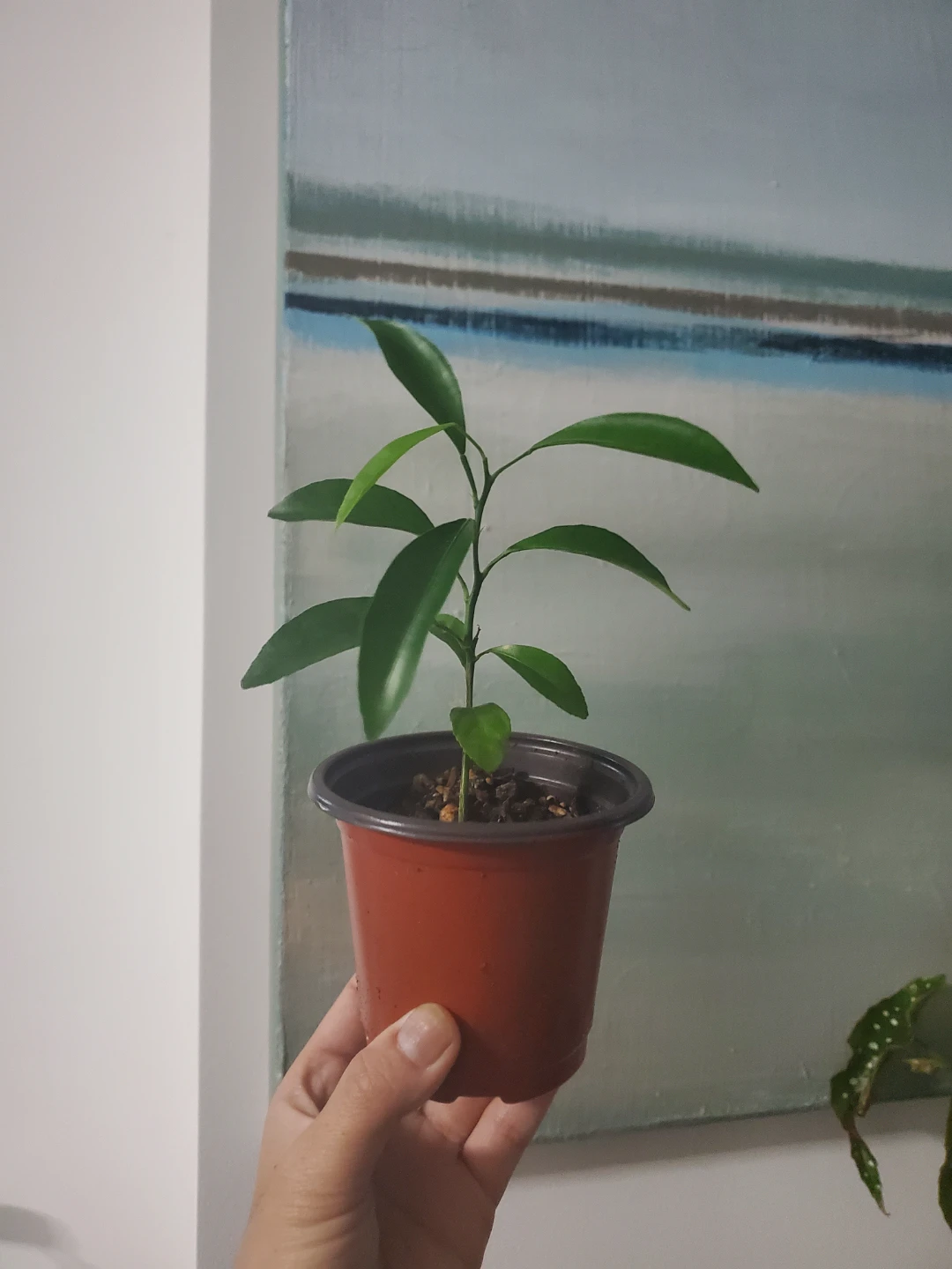 Young Tangerine Citrus Plant in 3.5 Pot "🏆"