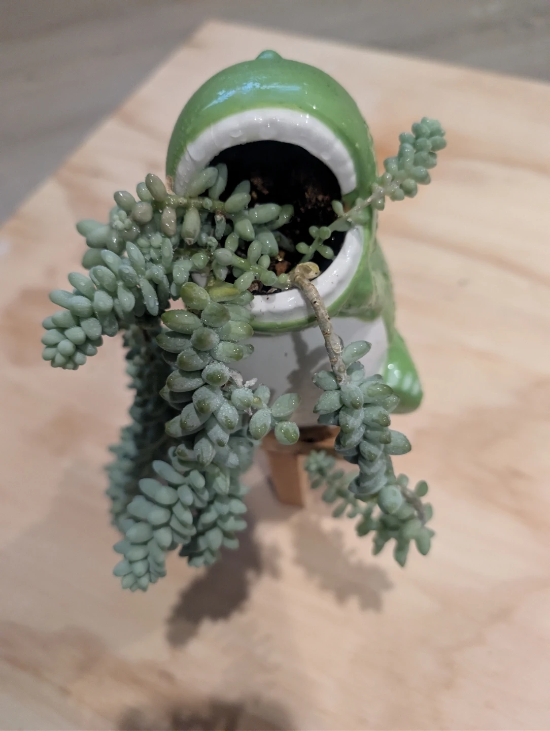 Dunkey tail plant 🏆 - photo 2