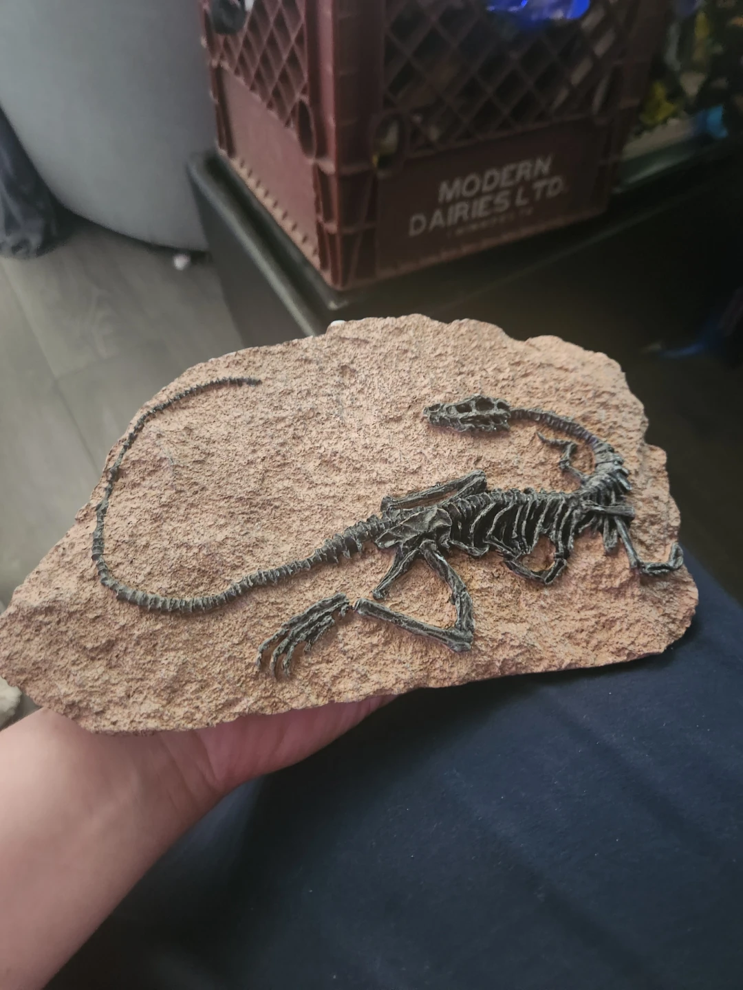 Dinosaur Fossil Replica Wall Hanging