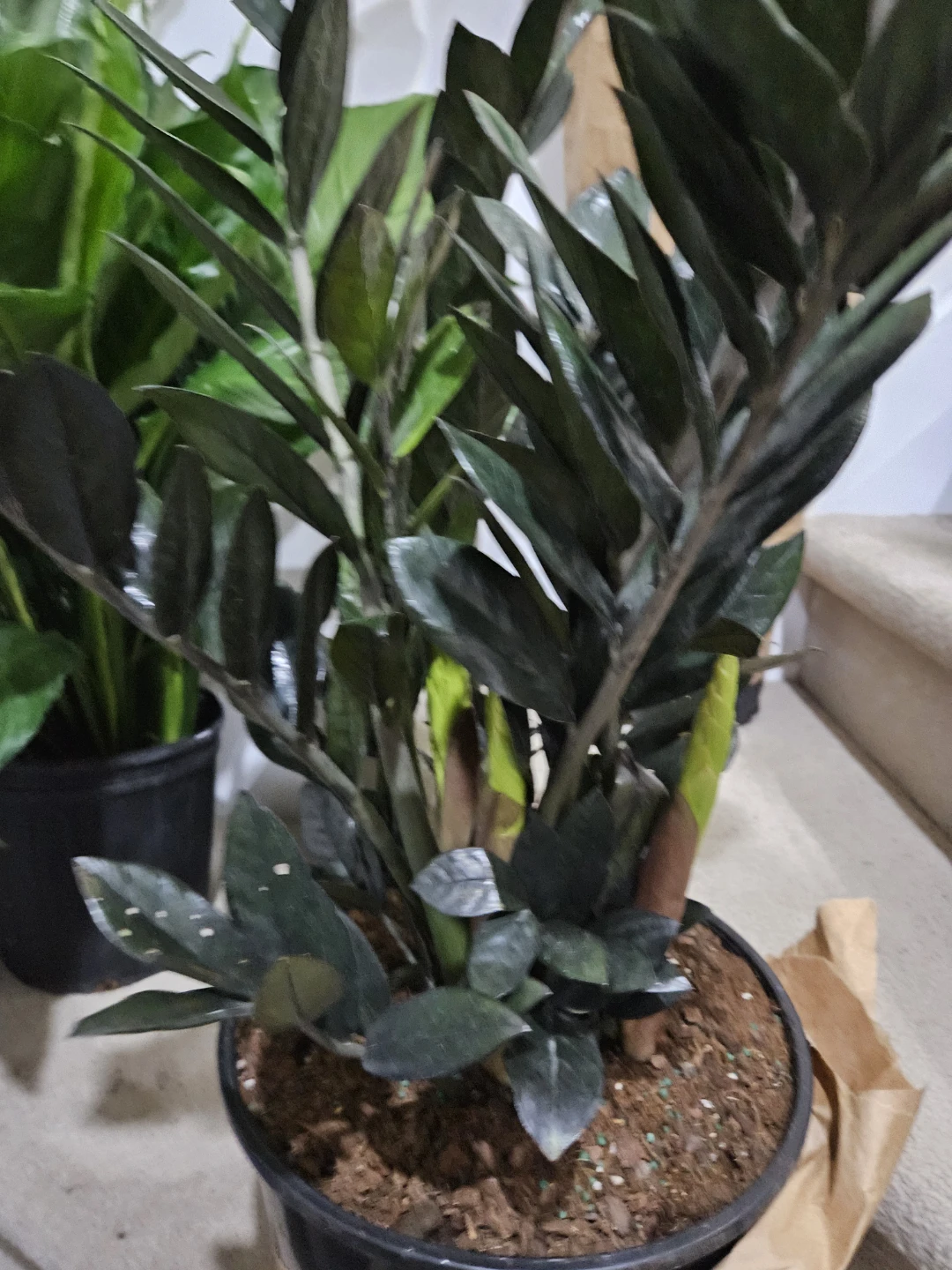 ZZ Plant (Zamioculcas zamiifolia)🏆 - photo 5