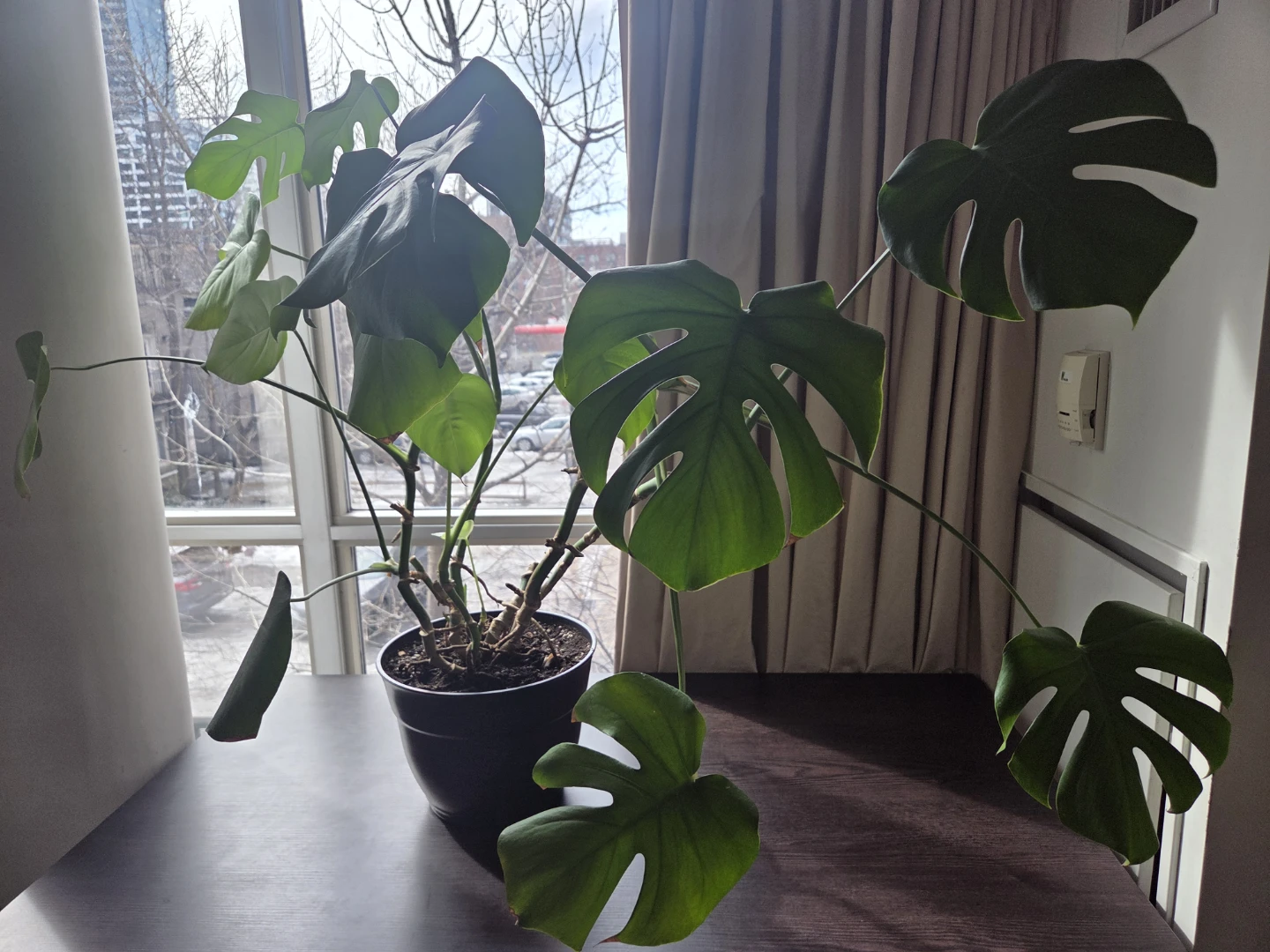 Healthy Thriving Monstera Plant