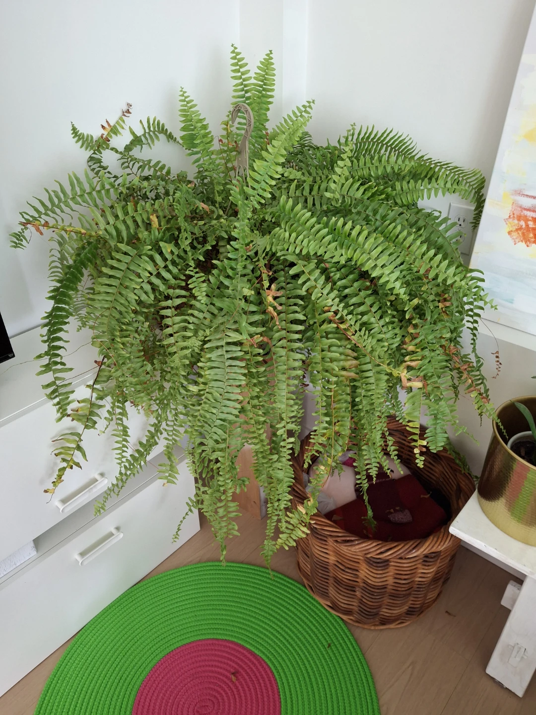 Plant
