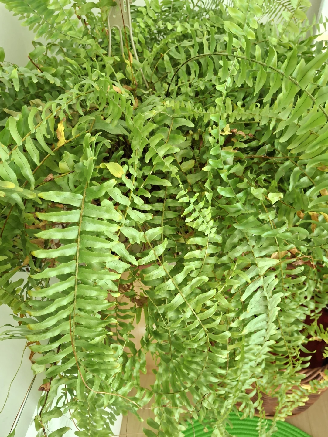 Plant - photo 2