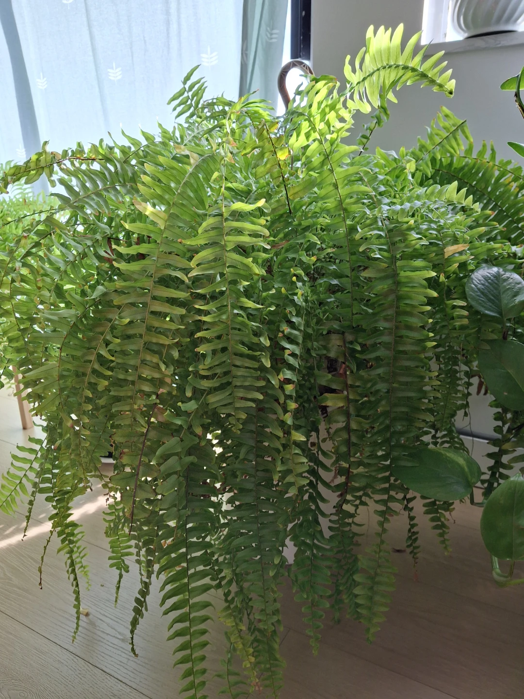 Plant - photo 3