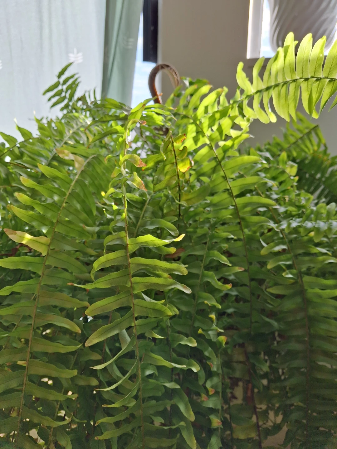 Plant - photo 4