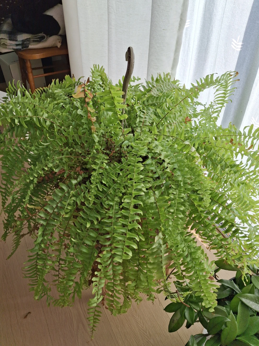 Plant - photo 5