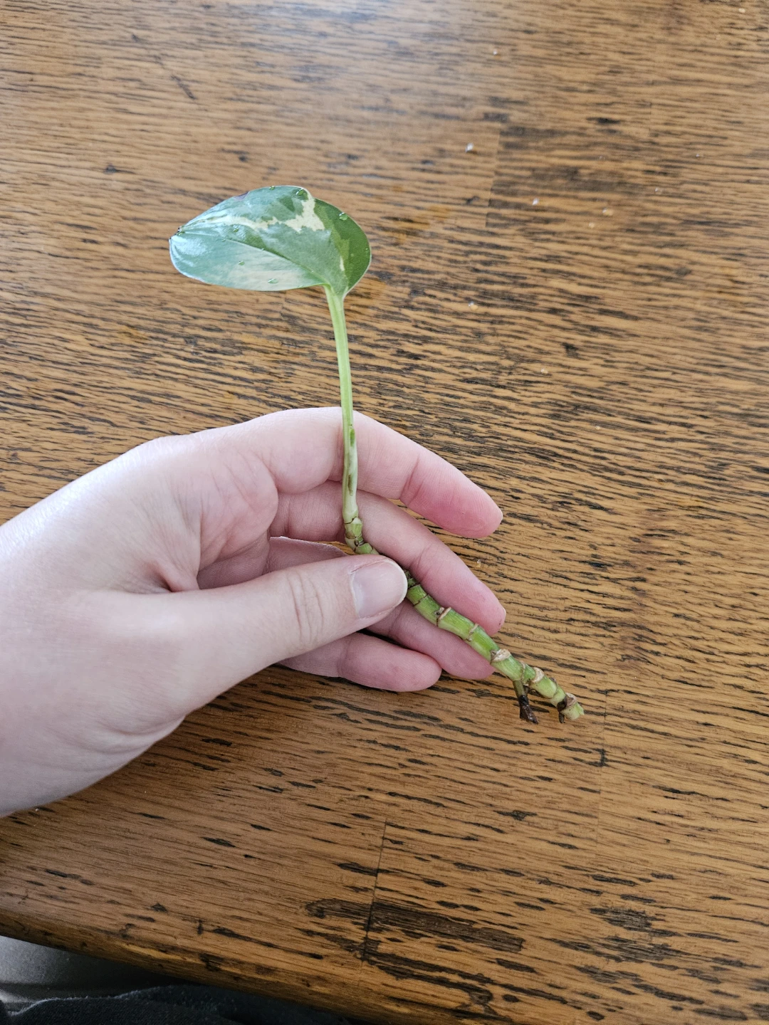 Variegated Pothos plant cutting 🧡