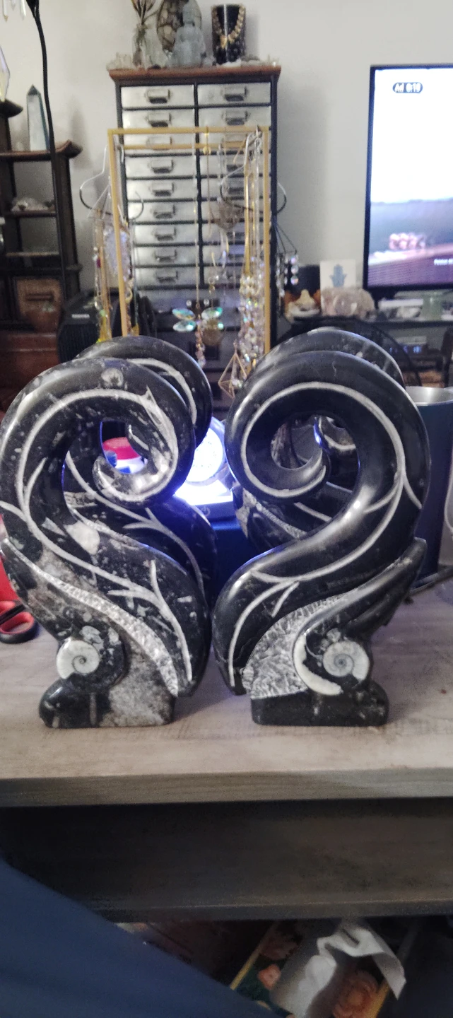 Orthoceras Fossil Ammonite Stone Bookends