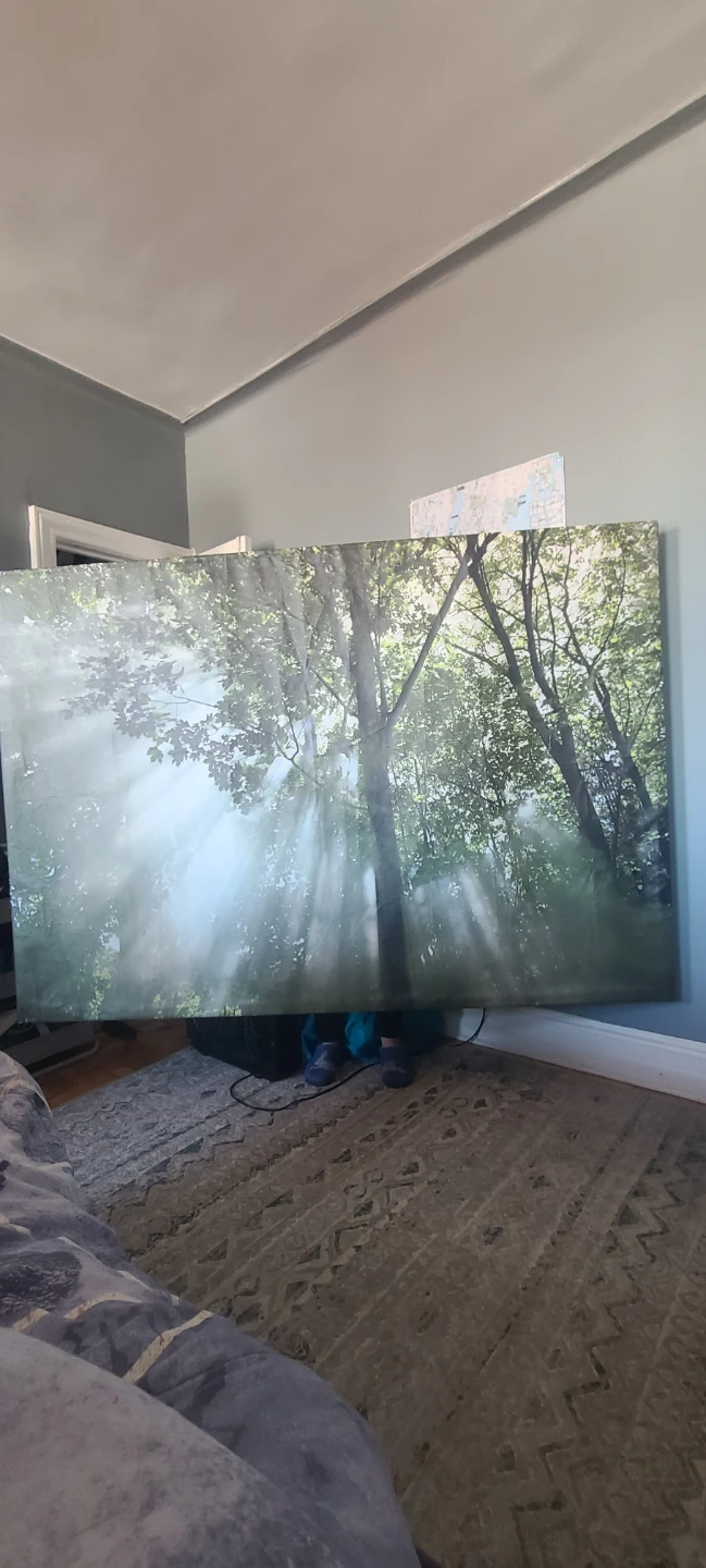 Forest Sunlight Canvas Wall Art