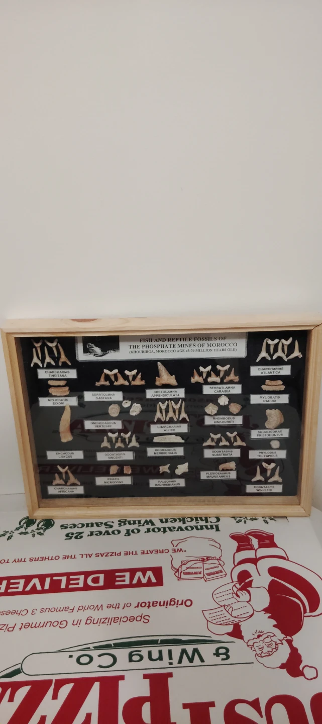Framed Fish and Reptile Fossils from Morocco