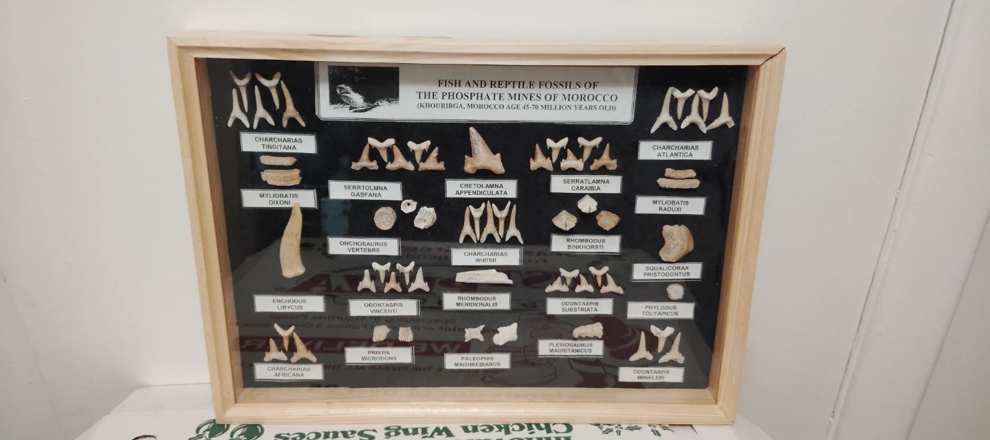Framed Fish and Reptile Fossils from Morocco - photo 2