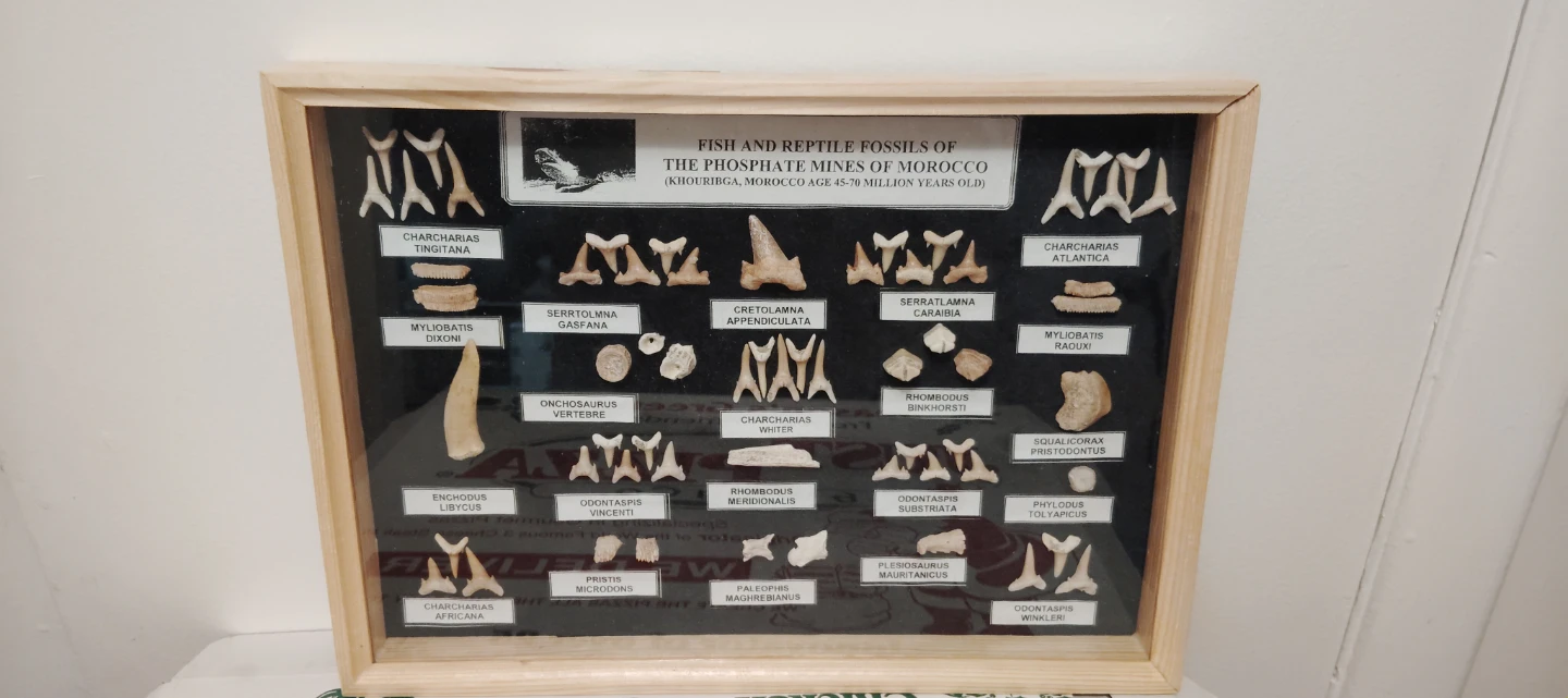 Framed Fish and Reptile Fossils from Morocco - photo 3