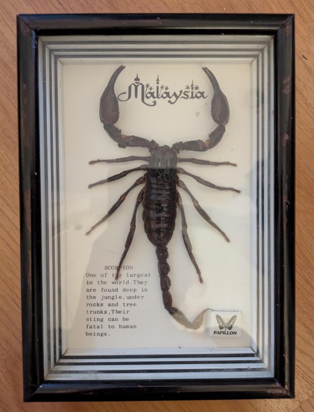 🏆 COLLECTIBLE Malaysia Scorpion in glass showcase
