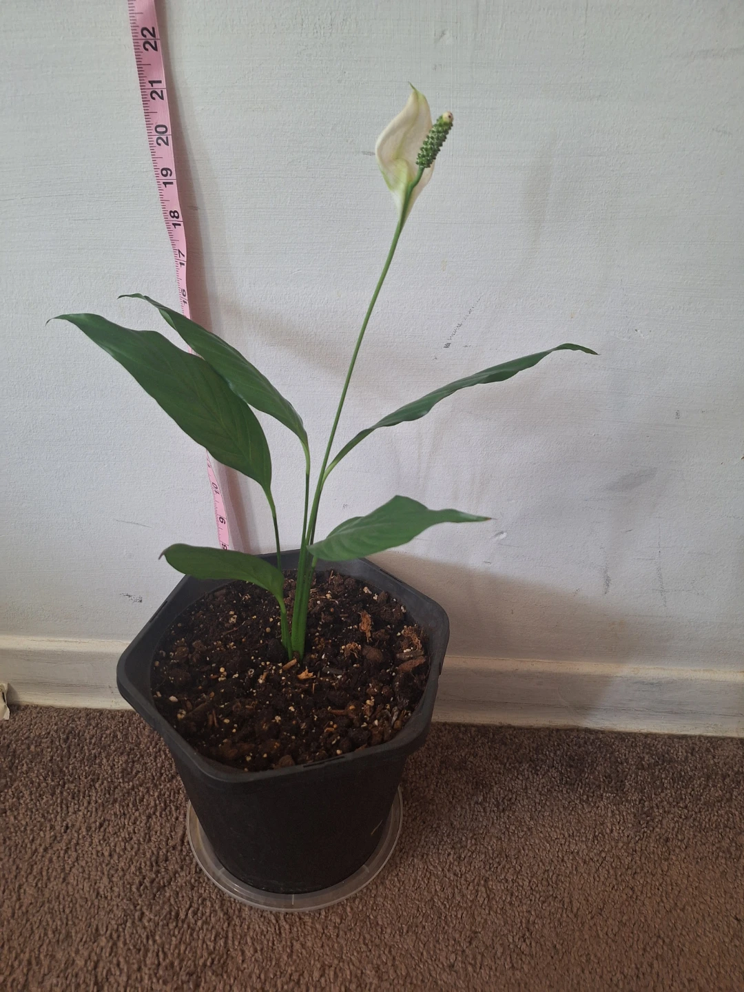 Peace Lily Plant - photo 2