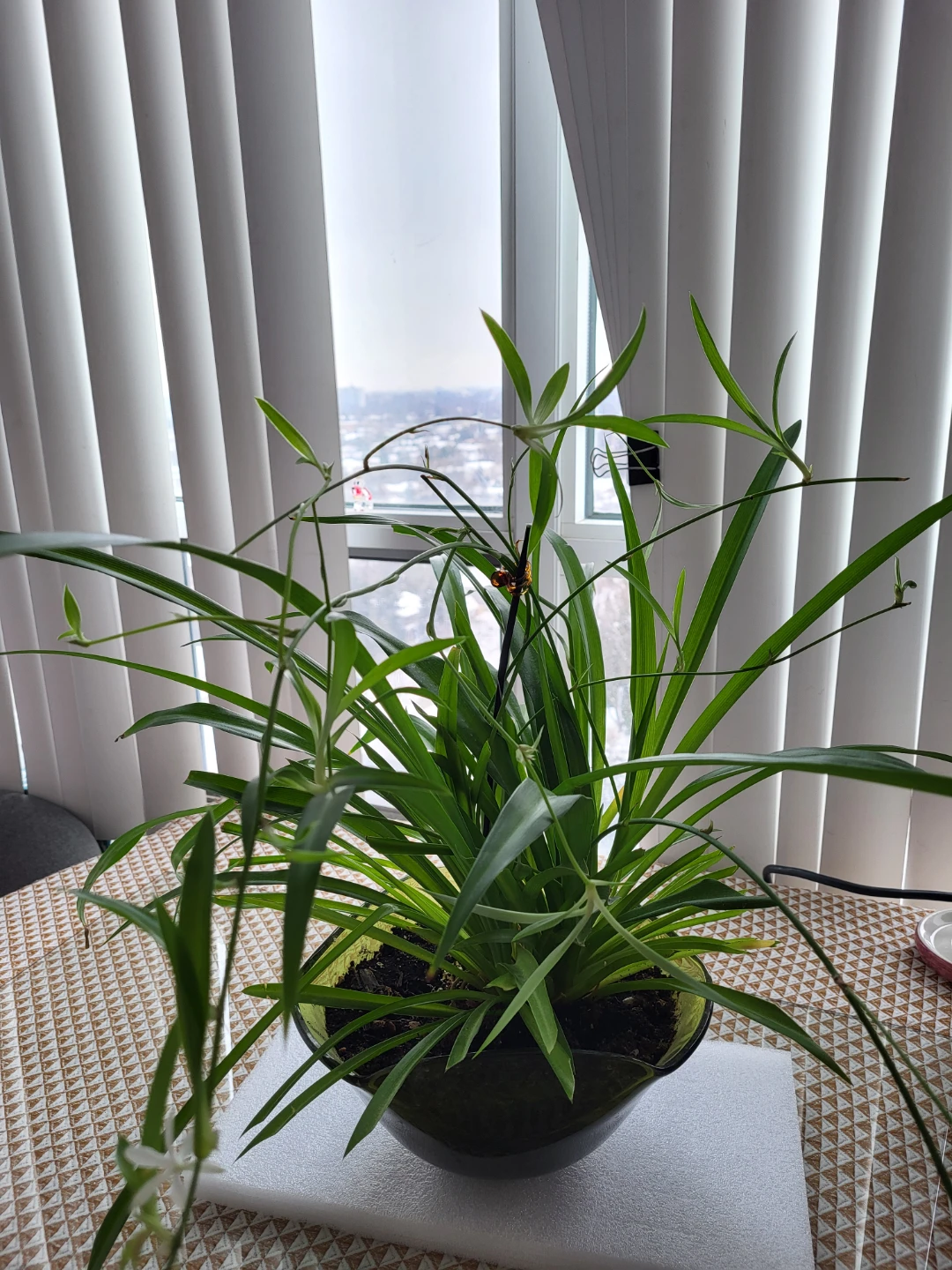 Spider Plant in Pot