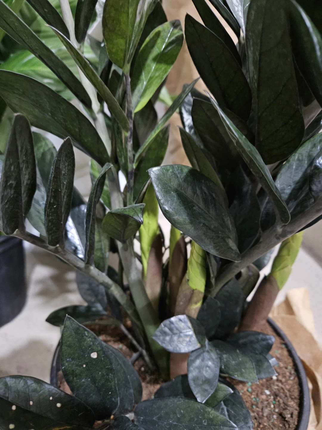 ZZ Plant (Zamioculcas zamiifolia)🏆 - photo 2
